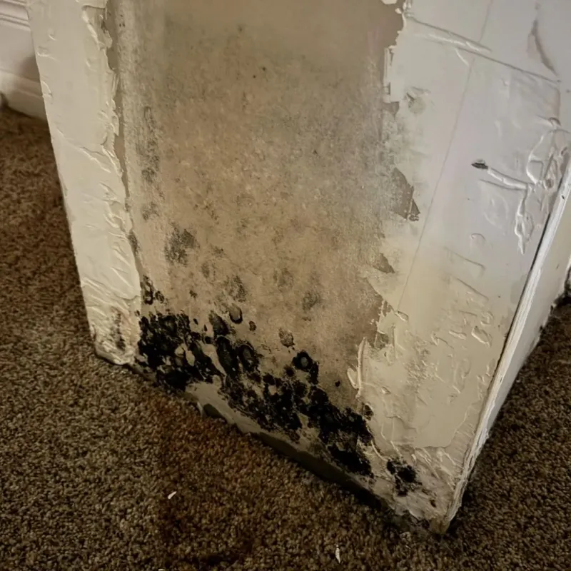 Professional Mold Removal in East Pasadena, CA